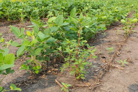 Waterhemp weed growing in soybean field. Weed control, management and herbicide resistance concept