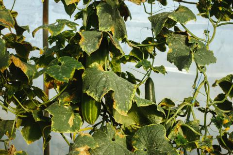 cucumbers in the greenhouse affected by powdery mildew, fungal infections and diseases on vegetables
